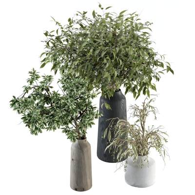 现代花瓶植物